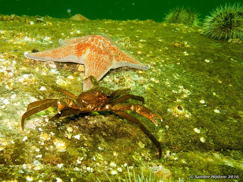 Northern kelp crab (Pugettia producta) with Leather star (Dermasterias imbricata), , Toby Island, Hornby Island, BC, Canada